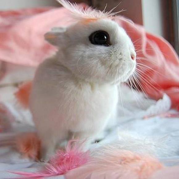 Meet your Posher, Carol