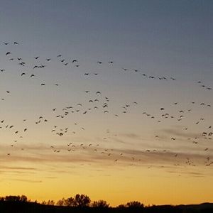 Meet your Posher, Marlene