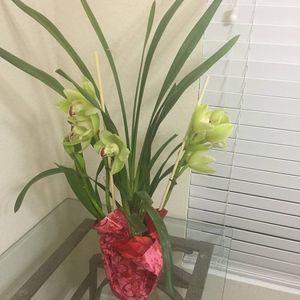 Meet your Posher, Evelyn