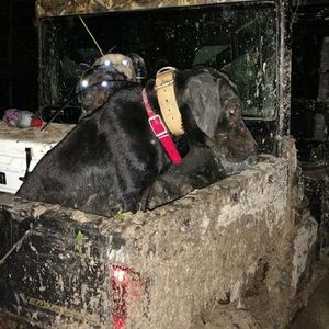 Meet your Posher, Betty