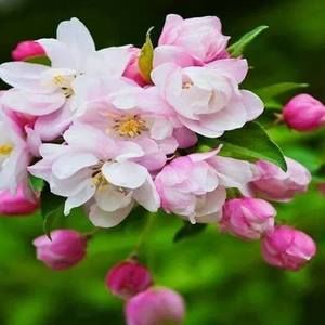 Meet your Posher, Peter