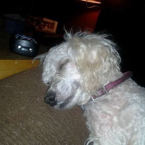 Meet your Posher, Ann