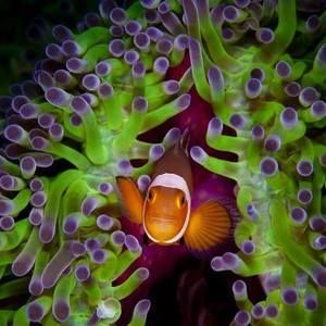 Meet your Posher, Sandy