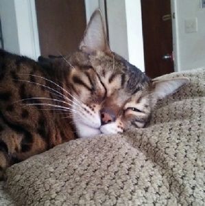 Meet your Posher, Amber