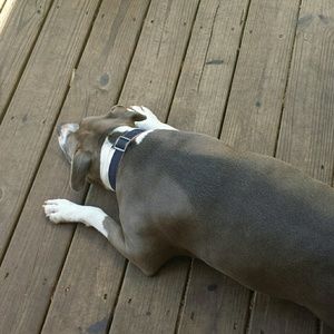 Meet your Posher, Josie