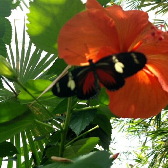 Meet your Posher, Alyson