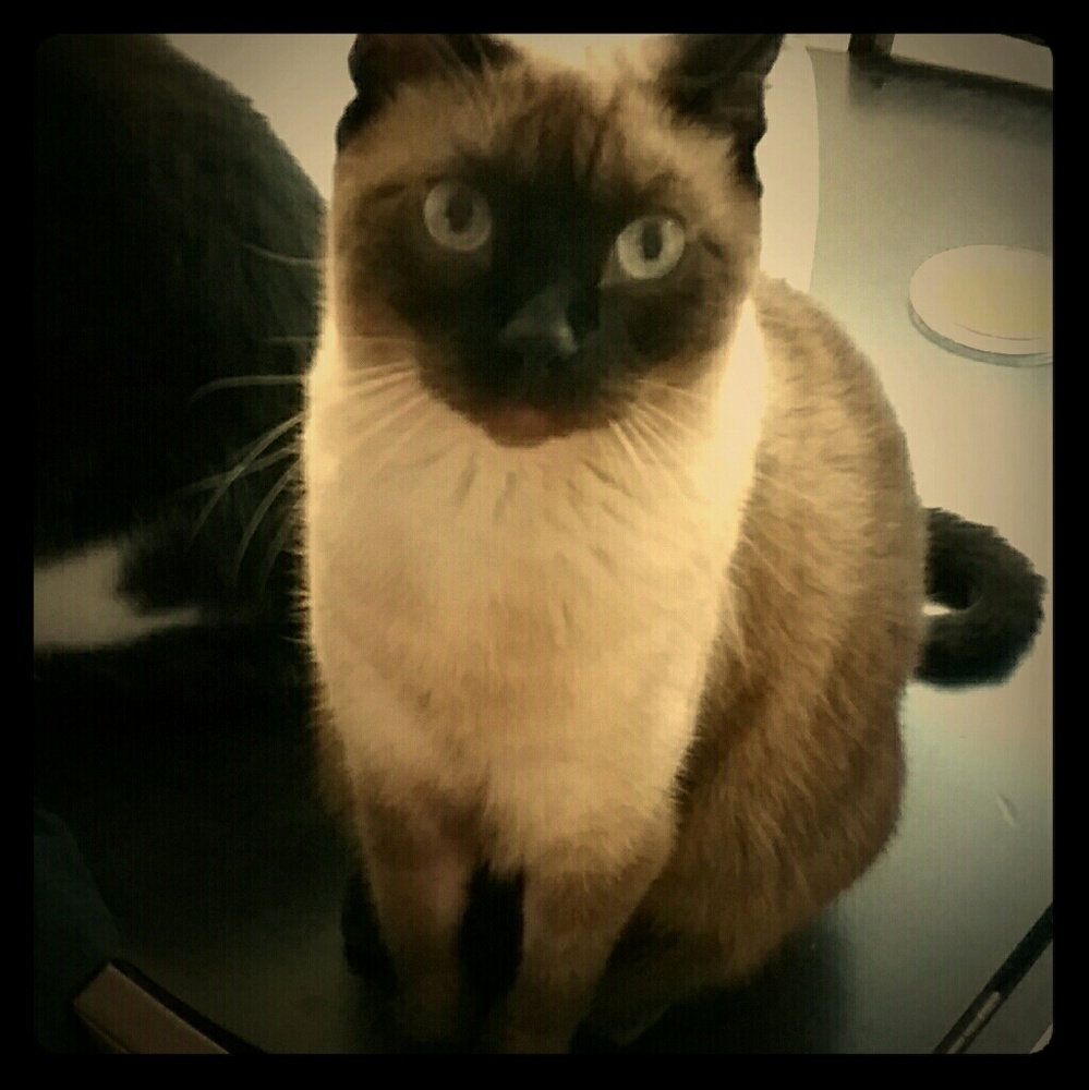 Meet your Posher, Ashley