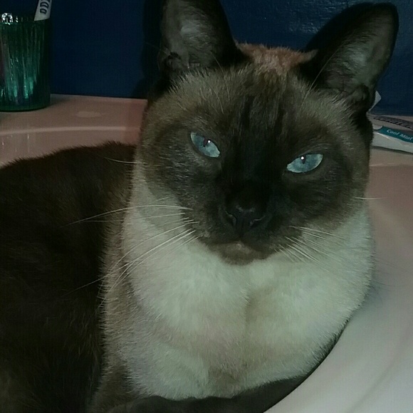 Meet your Posher, Ashley - Picture 2 of 2