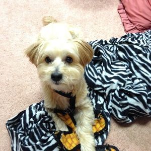 Meet your Posher, Emilia