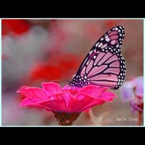 Meet your Posher, Annette