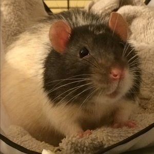 Meet your Posher, Michelle
