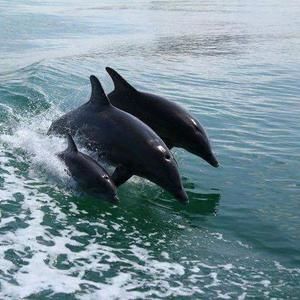 Meet your Posher, Vikki d