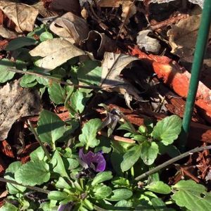 Meet your Posher, Pam