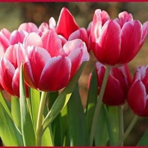 Meet your Posher, Sandy