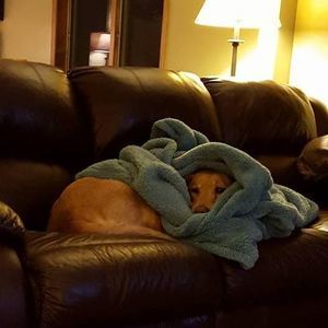 Meet your Posher, Bobby