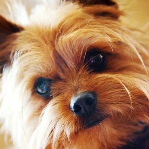 Meet your Posher, Annie