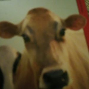 Meet your Posher, Rosa