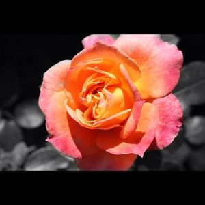 Meet your Posher, Brittney