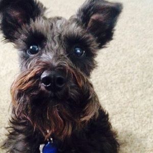 Meet your Posher, Lily