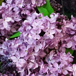 Meet your Posher, Raluca