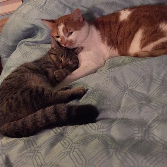 Meet your Posher Ashley! - Picture 4 of 4