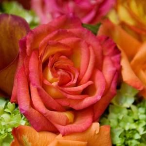 Meet your Posher, Cindi