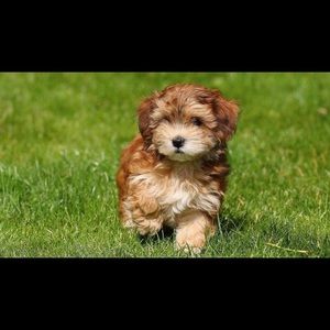 Meet your Posher, Latasha