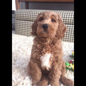 Meet your Posher, Georgine