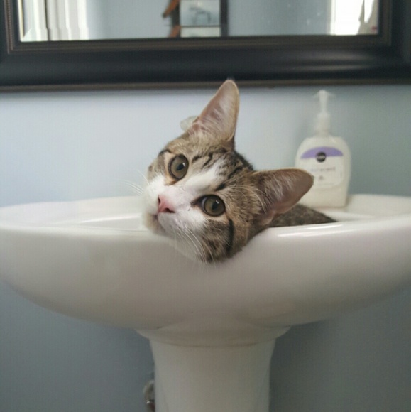 Meet your Posher, Heather - Picture 1 of 1