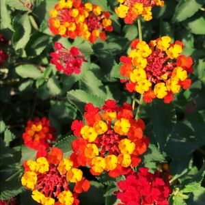 Meet your Posher, Roberta