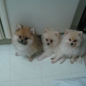 Meet your Posher, Sj