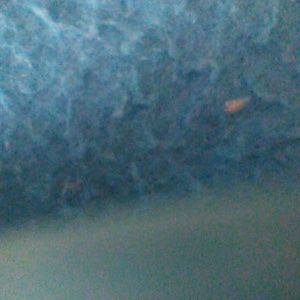 Meet your Posher, Tammyron