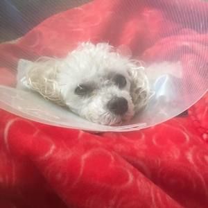 Meet your Posher, Janet