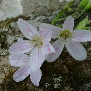 Meet your Posher, Carrie