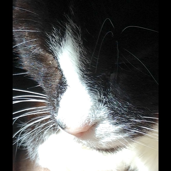 Meet your Posher, Shirley - Picture 1 of 1