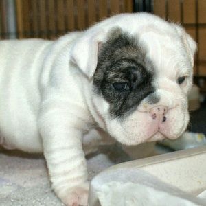 Meet your Posher, Missy