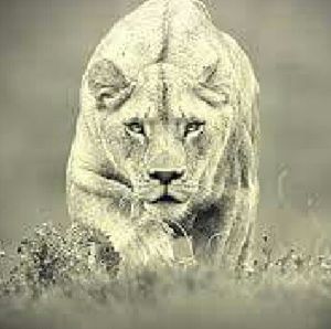 Meet your Posher, Shelly