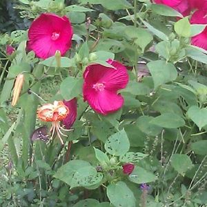 Meet your Posher, Neisy