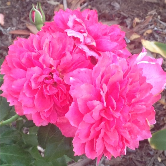 Meet your Posher, Wendy - Picture 2 of 3