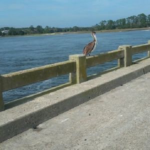 Meet your Posher, Carolyn