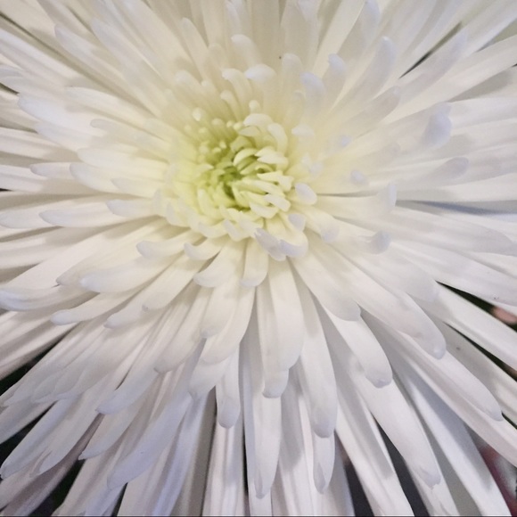 Meet your Posher, Mia