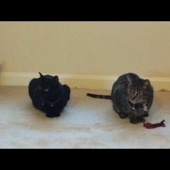 Meet your Posher, Taylor - Picture 1 of 1