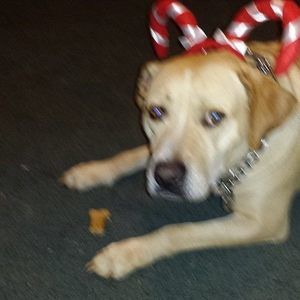 Meet your Posher, Sue