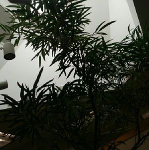 Meet your Posher, Silvia