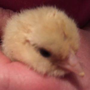 Meet your Posher, Tracey