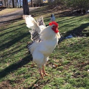 Meet your Posher, Ulises