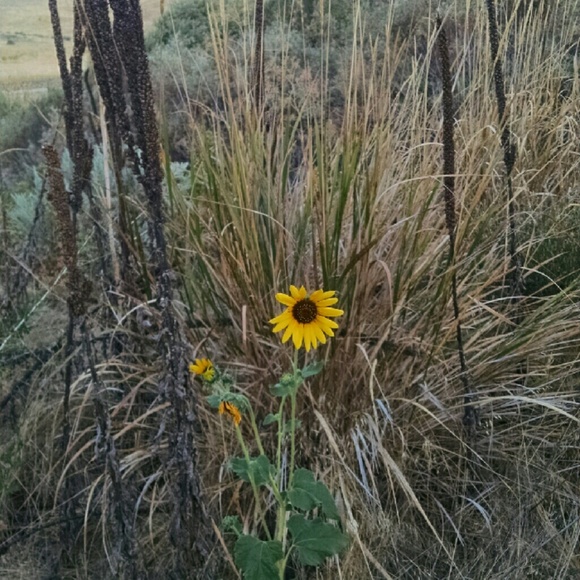 Meet your Posher, Stephanie - Picture 1 of 1