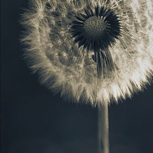 Meet your Posher, Maggie