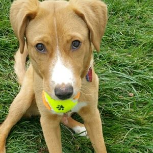 Meet your Posher, Ginger