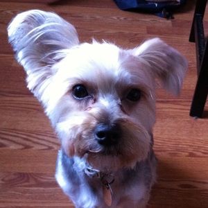 Meet your Posher, Helen